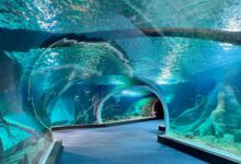 Descubra o Bioparque Pantanal, maior aquário de água doce do mundo: 5 milhões de litros, 440 espécies e pesquisa de ponta em Campo Grande.