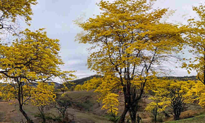 Guaiacã, Árvore mais forte do mundo