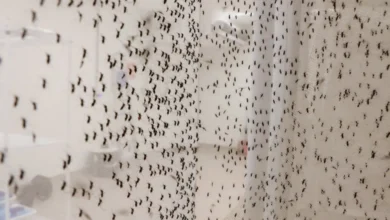 Quantos casos de febre de oropouche o estado de São Paulo tem?