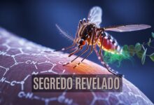 Descubra como ácidos carboxílicos atraem mosquitos, enquanto eucaliptol protege; veja estratégias práticas para reduzir picadas agora.