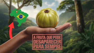 Fruta mais rara do Brasil está ameaçada de extinção e pode desaparecer para sempre em breve