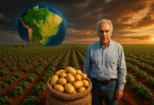 A maior fazenda de batata inglesa no Brasil: a história do império Rocheto em Minas Gerais