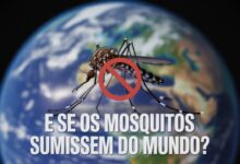 Muitos sonham com o desaparecimento dos mosquitos, mas será que o mundo realmente estaria melhor sem eles? Entenda os impactos ecológicos e as dificuldades de extinção.