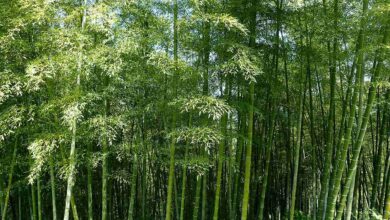 Bambu Mossô, bambu, planta