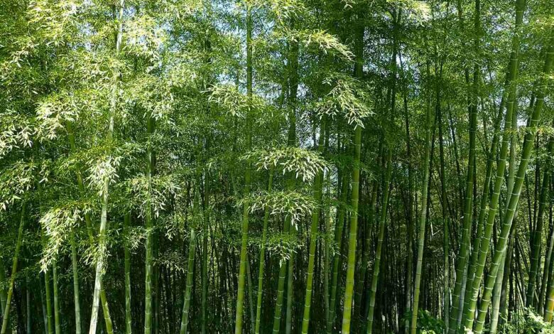 Bambu Mossô, bambu, planta