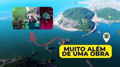 Mais que uma obra milionária: Ponte de quase R$ 400 milhões já monitora mais de 18 mil animais e revela espécies raras no litoral; veja as fotos