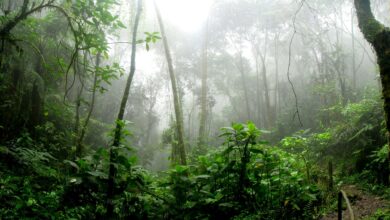 Vulcão de quase 2 bilhões de anos foi localizado no coração da Amazônia