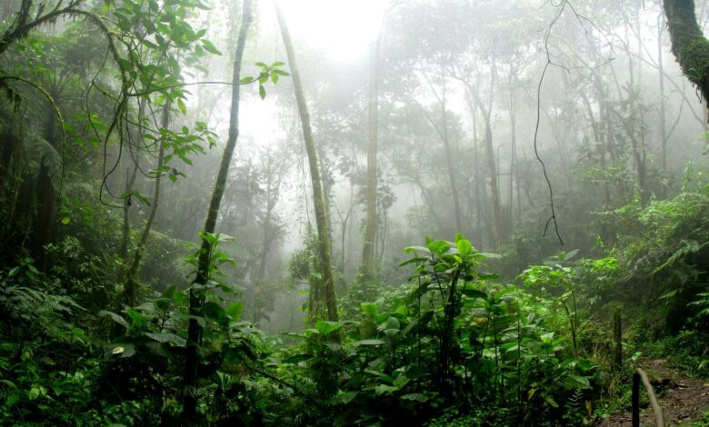 Vulcão de quase 2 bilhões de anos foi localizado no coração da Amazônia