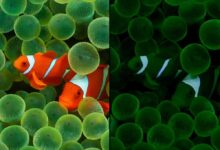 Normal and Sleep versions of iOS 16 wallpaper on iPhone 14 Pro