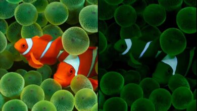 Normal and Sleep versions of iOS 16 wallpaper on iPhone 14 Pro