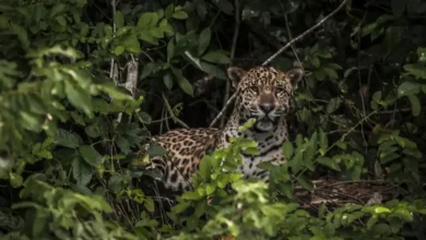 12 animais em extinção que podem sumir em breve