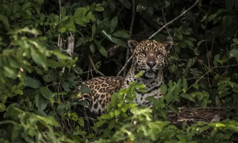 12 animais em extinção que podem sumir em breve