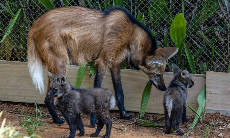 A imagem mostra um lobo-guará adulto com dois filhotes. O lobo-guará tem pelagem predominantemente marrom com manchas brancas e uma cauda longa e peluda. Os filhotes são menores, com pelagem escura e características semelhantes ao adulto. Eles estão próximos ao lobo-guará, em um ambiente com vegetação e uma cerca ao fundo.