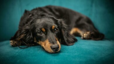 7 raças de cachorro ideais para apartamentos pequenos