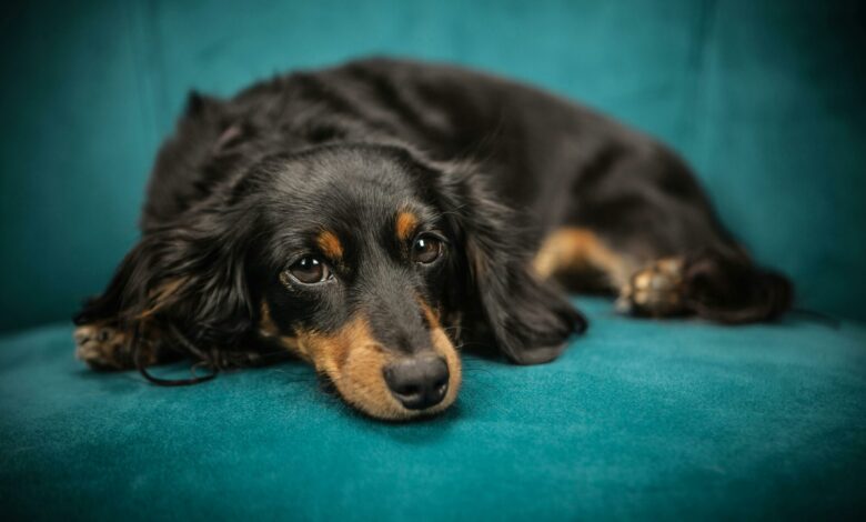 7 raças de cachorro ideais para apartamentos pequenos