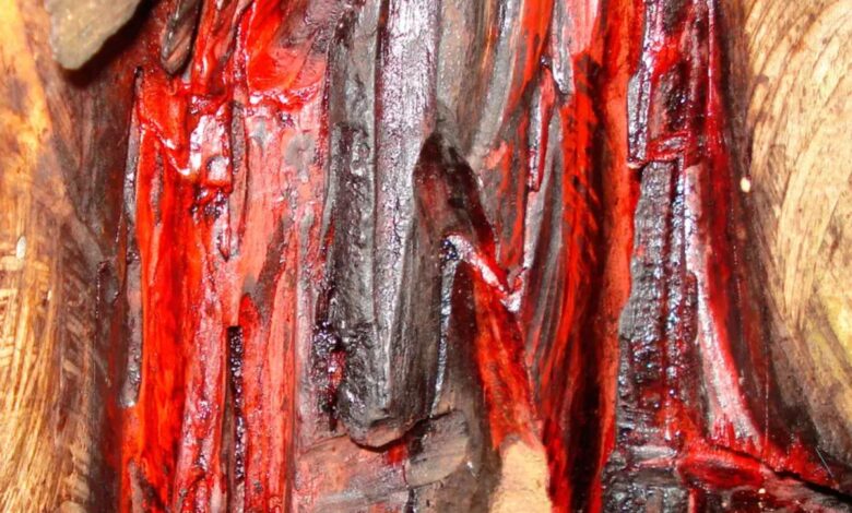 A árvore vermelha que deu nome ao Brasil e quase foi extinta