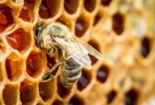 A ciência por trás do mel, o único alimento do mundo que, se guardado corretamente, nunca estraga