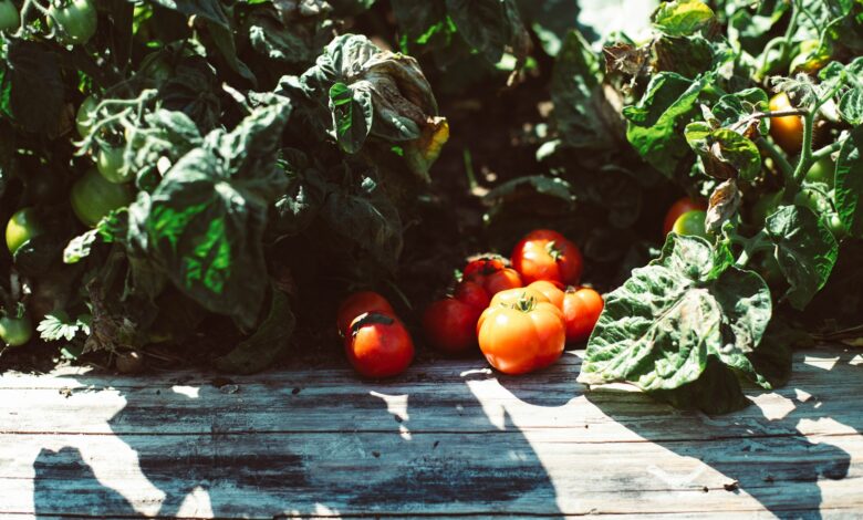 Descubra os alimentos que turbinam a saúde do seu cérebro