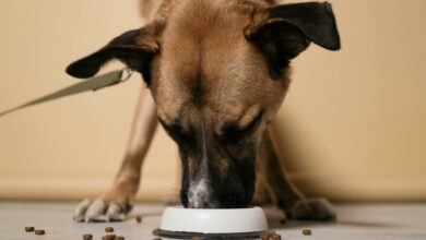 Comidas que são tóxicas para cães e você jamais deve dar