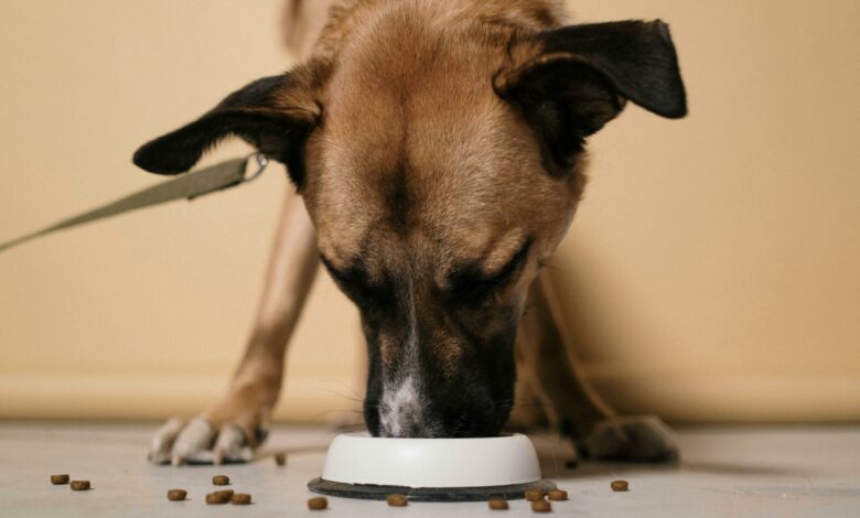Comidas que são tóxicas para cães e você jamais deve dar