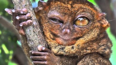 Esse animal é tão diferente que parece de outro planeta