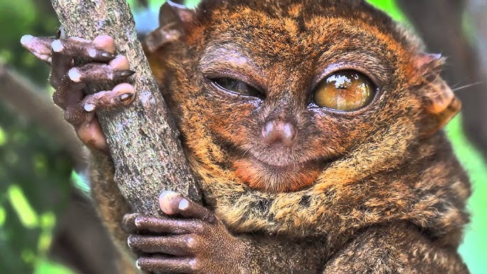 Esse animal é tão diferente que parece de outro planeta