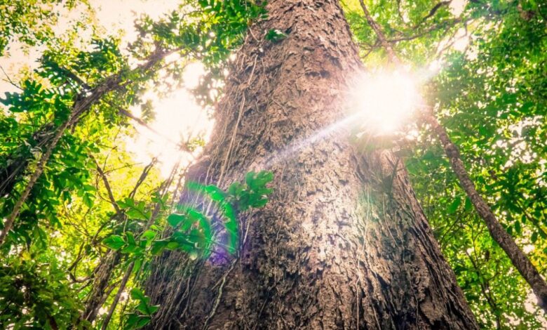 A árvore mais alta do Brasil foi encontrada na floresta amazônica e tem 88,5 metros. Veja onde ela está e por que sua preservação é vital.