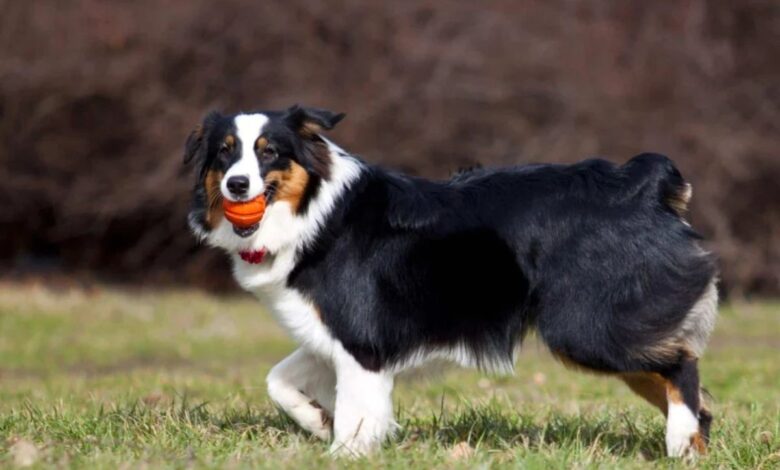 Donos de cachorros podem ser obrigados a passar 3 horas por dia com seus pets