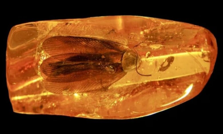 Barata fossilizada em âmbar encontrada na Rússia com detalhes anatômicos preservados.
