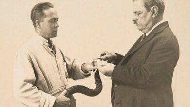 O cientista Vital Brazil realizando a extração de veneno, um passo crucial na história do soro antiofíco e na fundação do Instituto Butantan.