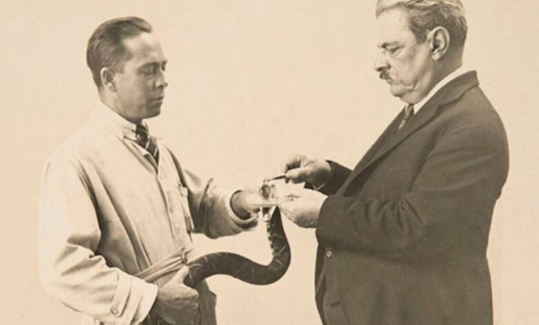 O cientista Vital Brazil realizando a extração de veneno, um passo crucial na história do soro antiofíco e na fundação do Instituto Butantan.