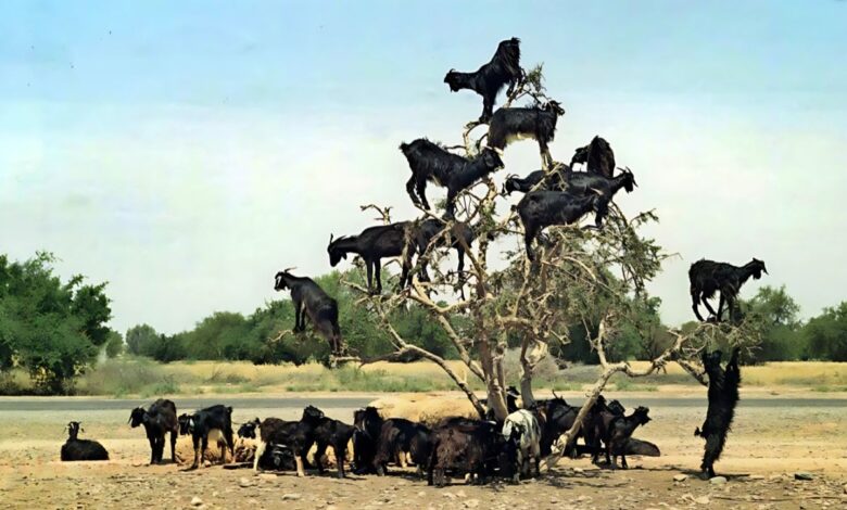 As cabras escaladoras do Marrocos viraram atração turística, mas seu hábito ancestral pode ameaçar a regeneração das árvores de argânia. Entenda os impactos.