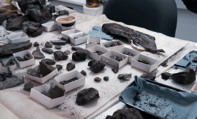 Cientistas acharam criatura pré-histórica nunca vista na natureza