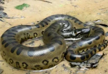 Cientistas revelam nova espécie de cobra gigante na Amazônia