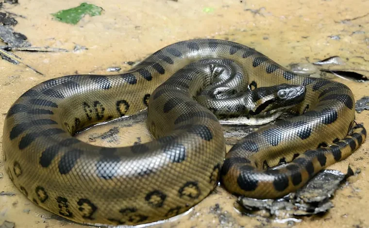 Cientistas revelam nova espécie de cobra gigante na Amazônia
