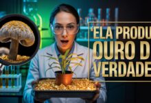 Cientistas descobrem fungo que transforma minerais em ouro e pode ser cultivado em casa. Técnica promete revolucionar a mineração global.