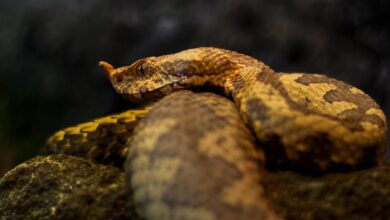 Cobra gigante de 7 metros tem picada que pode acabar com a vida de um humano