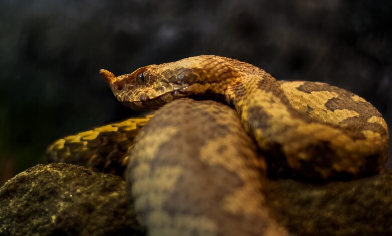 Cobra gigante de 7 metros tem picada que pode acabar com a vida de um humano