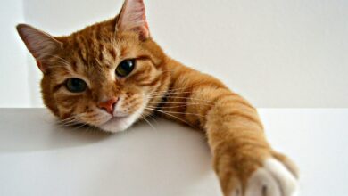 Como saber se você é a pessoa favorita do seu gato