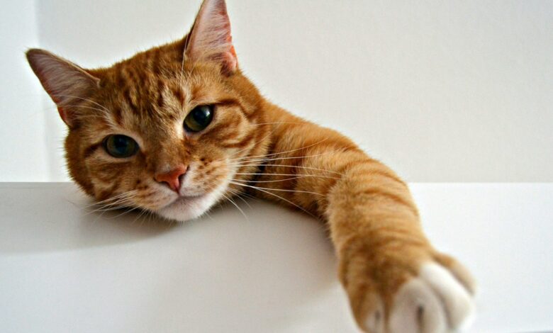 Como saber se você é a pessoa favorita do seu gato