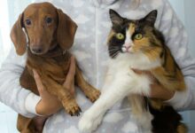 Como se livrar dos pelos de animais em casa