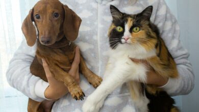 Como se livrar dos pelos de animais em casa