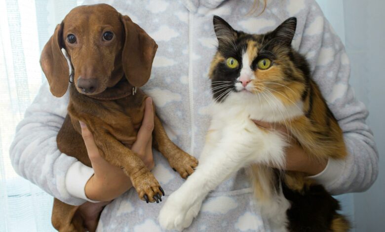 Como se livrar dos pelos de animais em casa