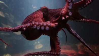 Essa criatura dos mares profundos consegue brilhar no escuro