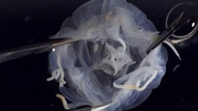 Criatura com 24 olhos e corpo estranho aparece em lago asiático