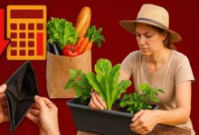 Com menos de R$ 100, brasileiros montam hortas e economizam todos os meses