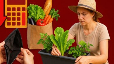 Com menos de R$ 100, brasileiros montam hortas e economizam todos os meses