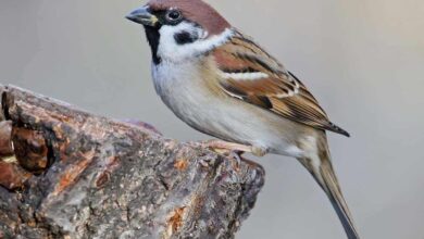 O silêncio nas cidades: por que os pardais, as aves mais comuns, estão desaparecendo?