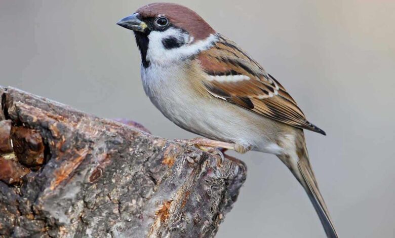O silêncio nas cidades: por que os pardais, as aves mais comuns, estão desaparecendo?