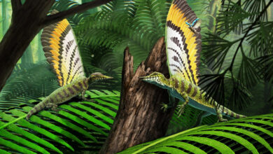 Nova espécie é descoberta em fóssil de milhões de anos: criatura misteriosa viveu na Terra antes dos dinossauros